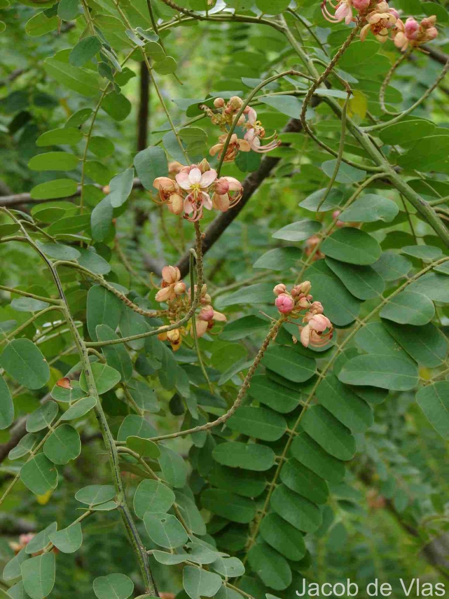 Cassia roxburghii DC.